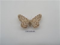 藏品(尺蛾150)的圖片